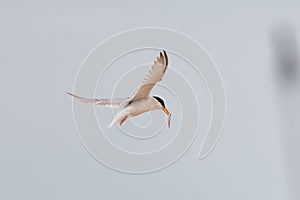 Tern bird catching fish in the northern sea in germany at Amrum (Oomram) in Germany