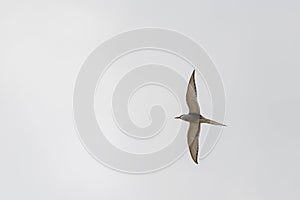 Tern bird catching fish in the northern sea in germany at Amrum (Oomram) in Germany