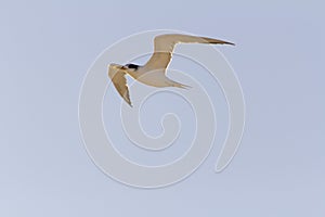 Tern bird or Sterna hirundo flying in a sunny day with blue sky as background