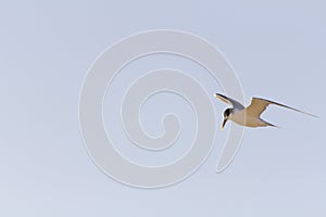 Tern bird or Sterna hirundo flying in a sunny day with blue sky as background