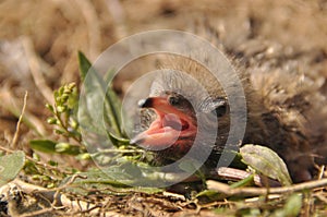 Tern chick waiting for food from their parents in a nest on the ground