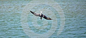 a tern dives headfirst into the water, Sterna hirundo