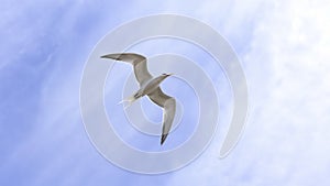 Tern in flight