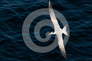 Tern in flight