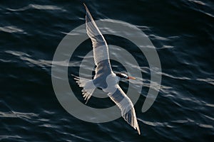 Tern in flight