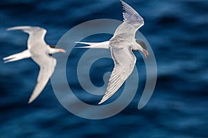 A tern in flight.  Blue sea waves in the background. Top view. Adult common tern in flight. Scientific name: Sterna hirundo.