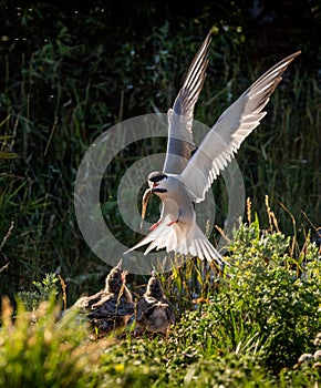 A tern in flight holds a fish in its beak, feeds the chicks. Front view. Scientific name: Sterna hirundo. Ladoga lake. Russia