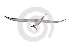 Tern in flight with Meal