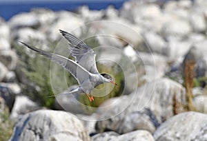 A tern flutters in flight before landing. Adult common tern in flight. Scientific name: Sterna hirundo. Ladoga Lake. Russia