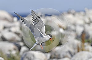 A tern flutters in flight before landing. Adult common tern in flight. Scientific name: Sterna hirundo. Ladoga Lake. Russia