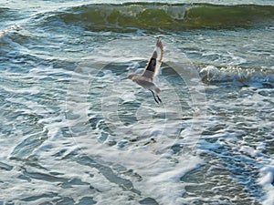 Tern Flying over the Atlantic Coastline at Carolina Beach