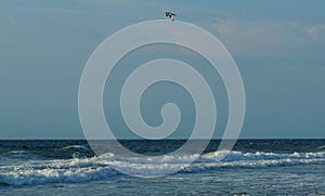 Tern Flying over the Atlantic Coastline at Carolina Beach