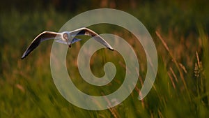 Tern hunting over the morning summer river.