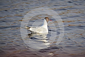 The tern in the lake water sunset