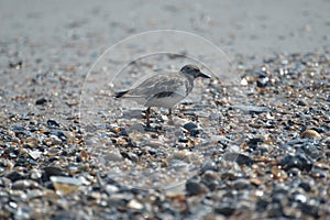 The Tern makes its way over the shell-filled beach shoreline