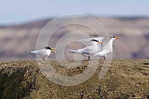 Tern , Patagonia, Argentina