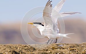 Tern , Patagonia, Argentina