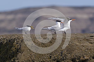 Tern photo