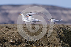 Tern Patagonia Argentina photo