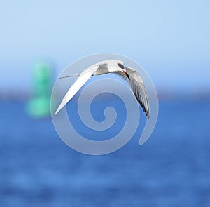 A Tern searches for a meal on Amelia Island just sounth of the Georgia state line
