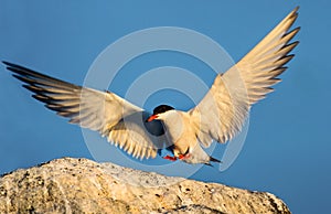 Tern with spread wings landing on a stone.