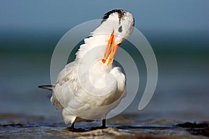 Tern in the water. Royal Tern, Sterna maxima or Thalasseus maximus, seabird on the beach, bird in clear nature habitat, animal the