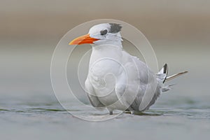 Tern in the water. Royal Tern, Sterna maxima or Thalasseus maximus, seabird of the tern family Sternidae, bird in the clear nature photo