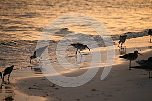 Terns on beach