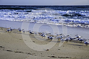 Terns on Beach in Florida