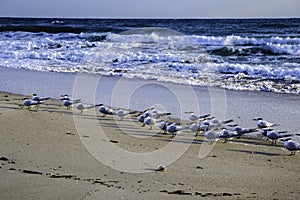 Terns on Beach in Florida photo