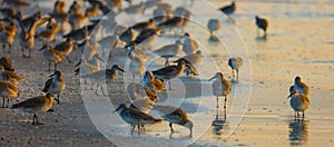 Terns on the beach at sunset