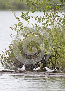 Terns at dinner