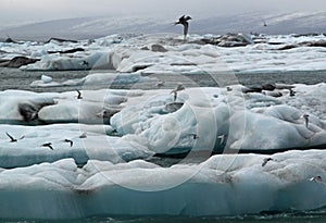 Terns feeding at Jokulsarlon