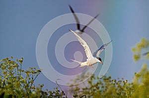 Terns in flight on the rainbow and blue sky background.