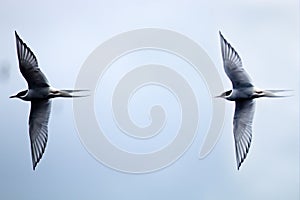 Terns in flight photo