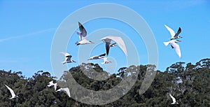 Terns Flocking into the Wild Blue Yonder