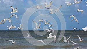 Terns fly high over the Gulf of Mexico in Fort Myers Beach, Florida, USA. photo