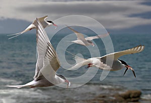 Terns Fly Home photo