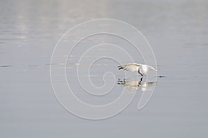 Terns fly over the water