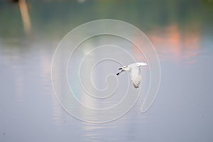 Terns fly over the water