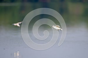 Terns fly over the water