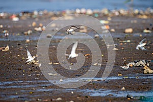 Terns fly over the water