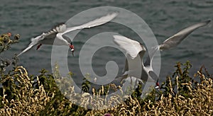 Terns with Food