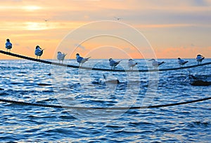 Terns In Formation On A Rope At Sunset