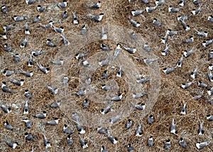 Terns, Montague Island photo