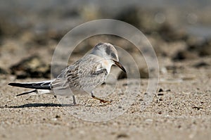 Terns are seabirds in the family Sternidae