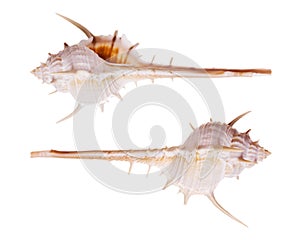 Ternuispina Murex Seashells