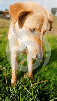 Ternura puppy dog photo