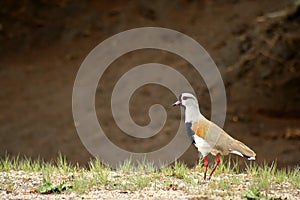 Tero bird ( southern lapwing ) photo