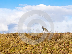 Tero bird or southern lapwing in Terra del Fuego near Ushuaia, P